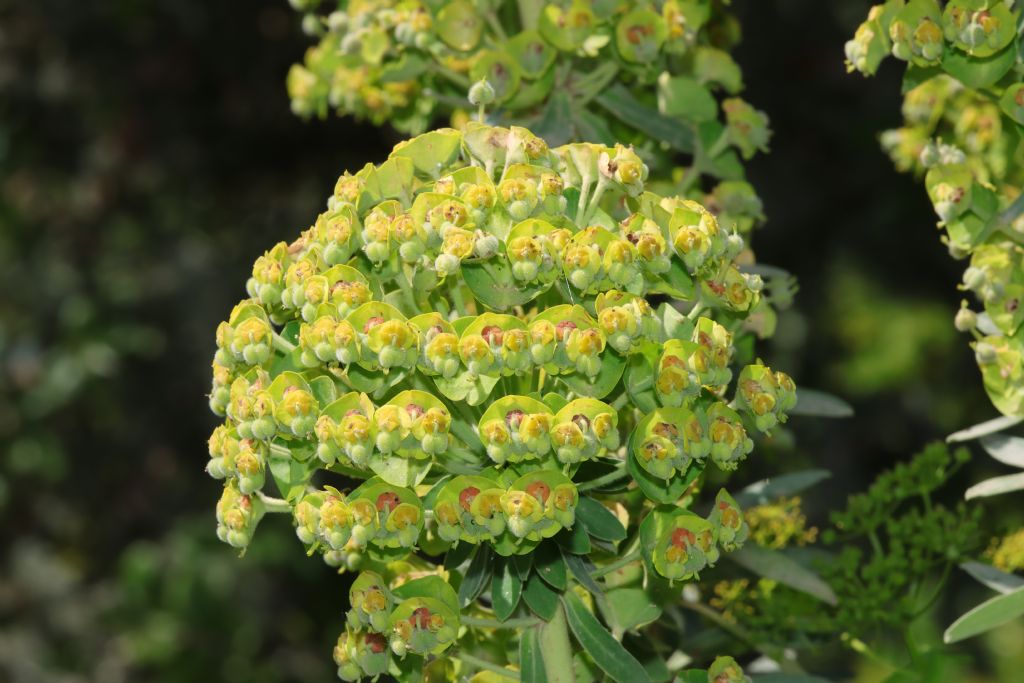 Euphorbia characias